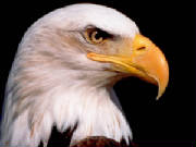 eagle05.jpg
